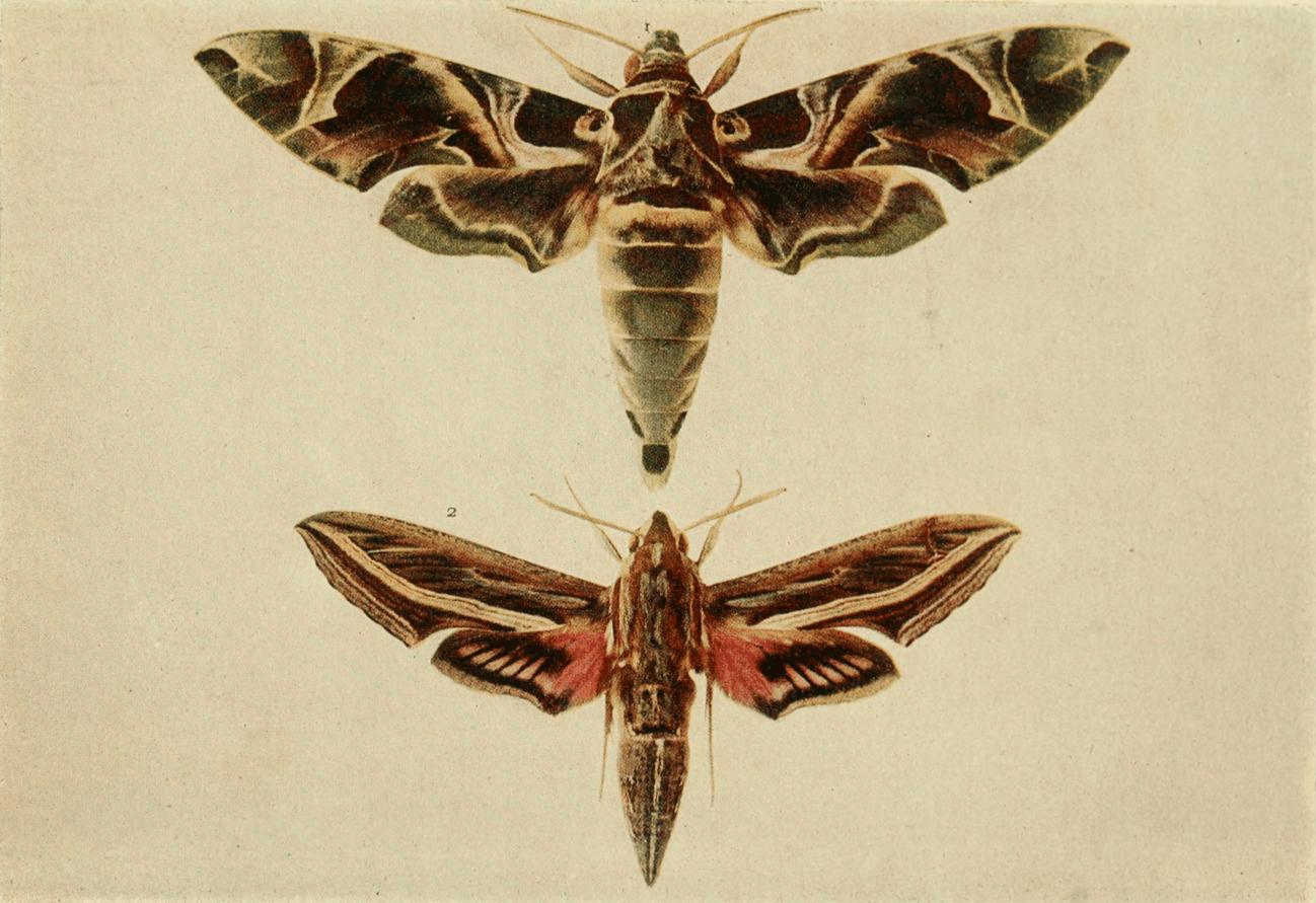 Plate 16 Plate 16