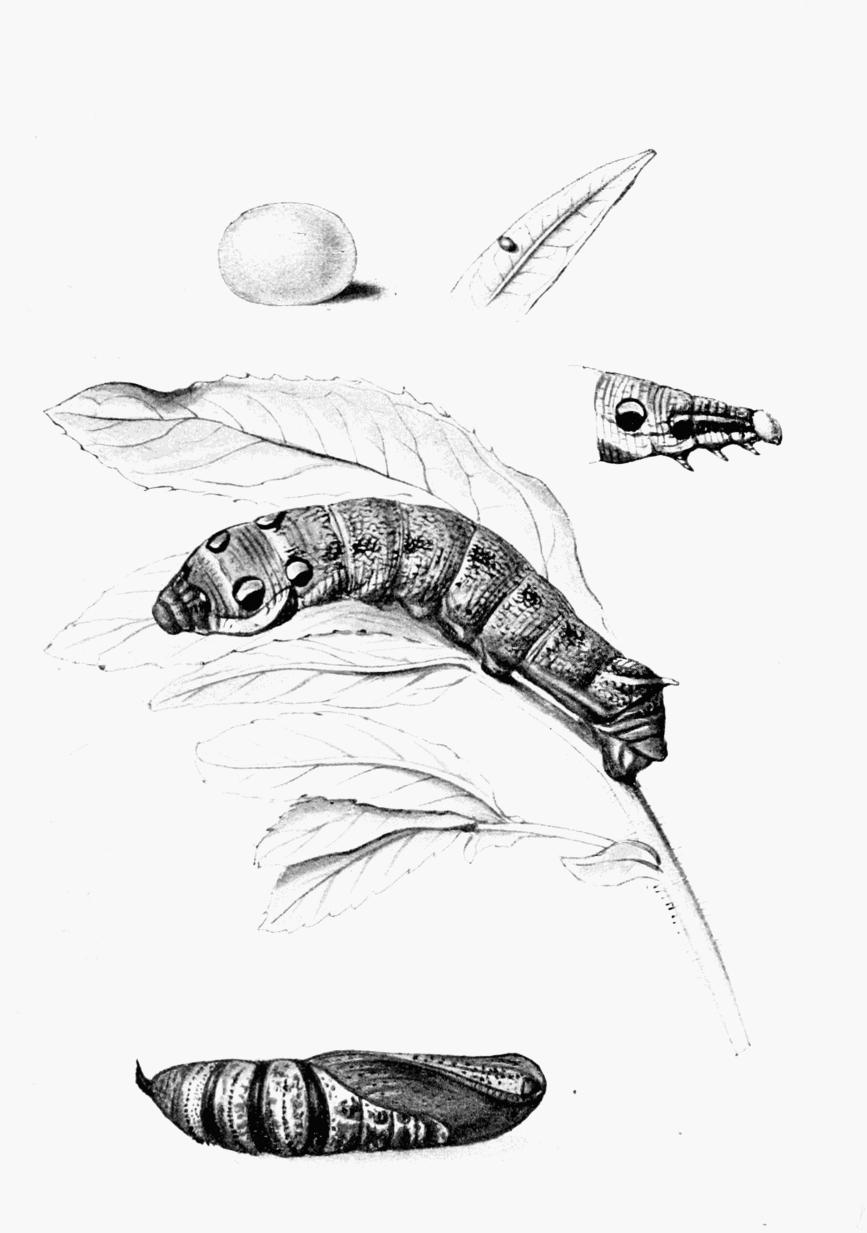 Plate 17 Plate 17