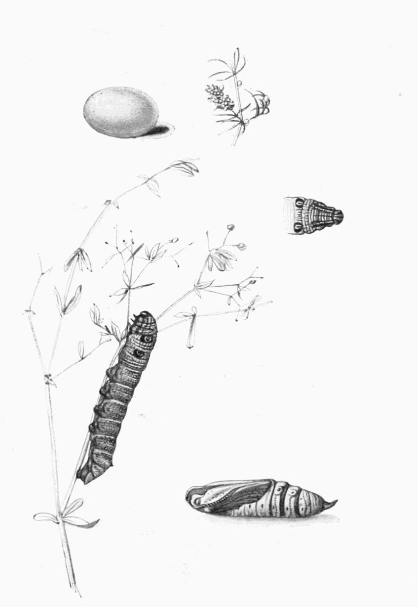 Plate 18 Plate 18