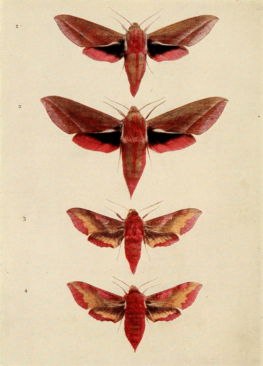 Plate 19 Plate 19