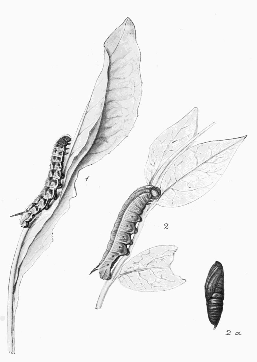 Plate 20 Plate 20