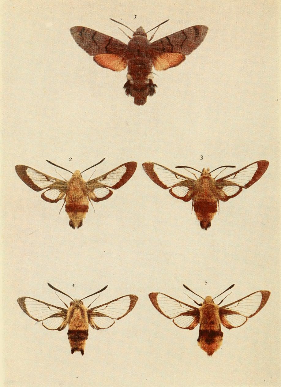 Plate 21 Plate 21
