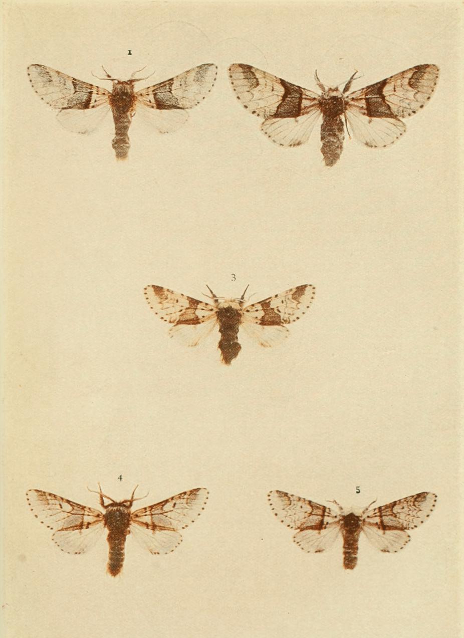 Plate 22 Plate 22