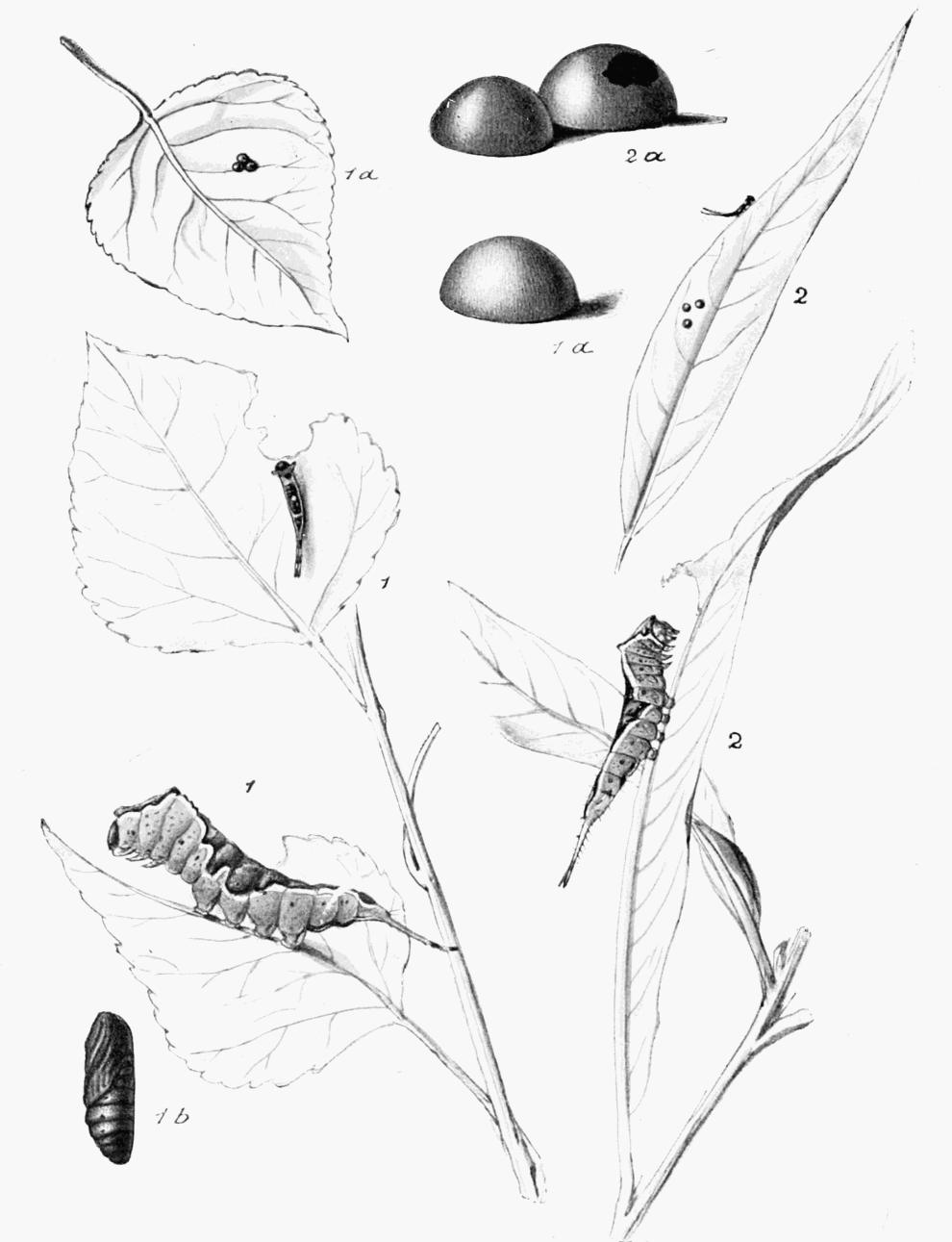 Plate 23 Plate 23