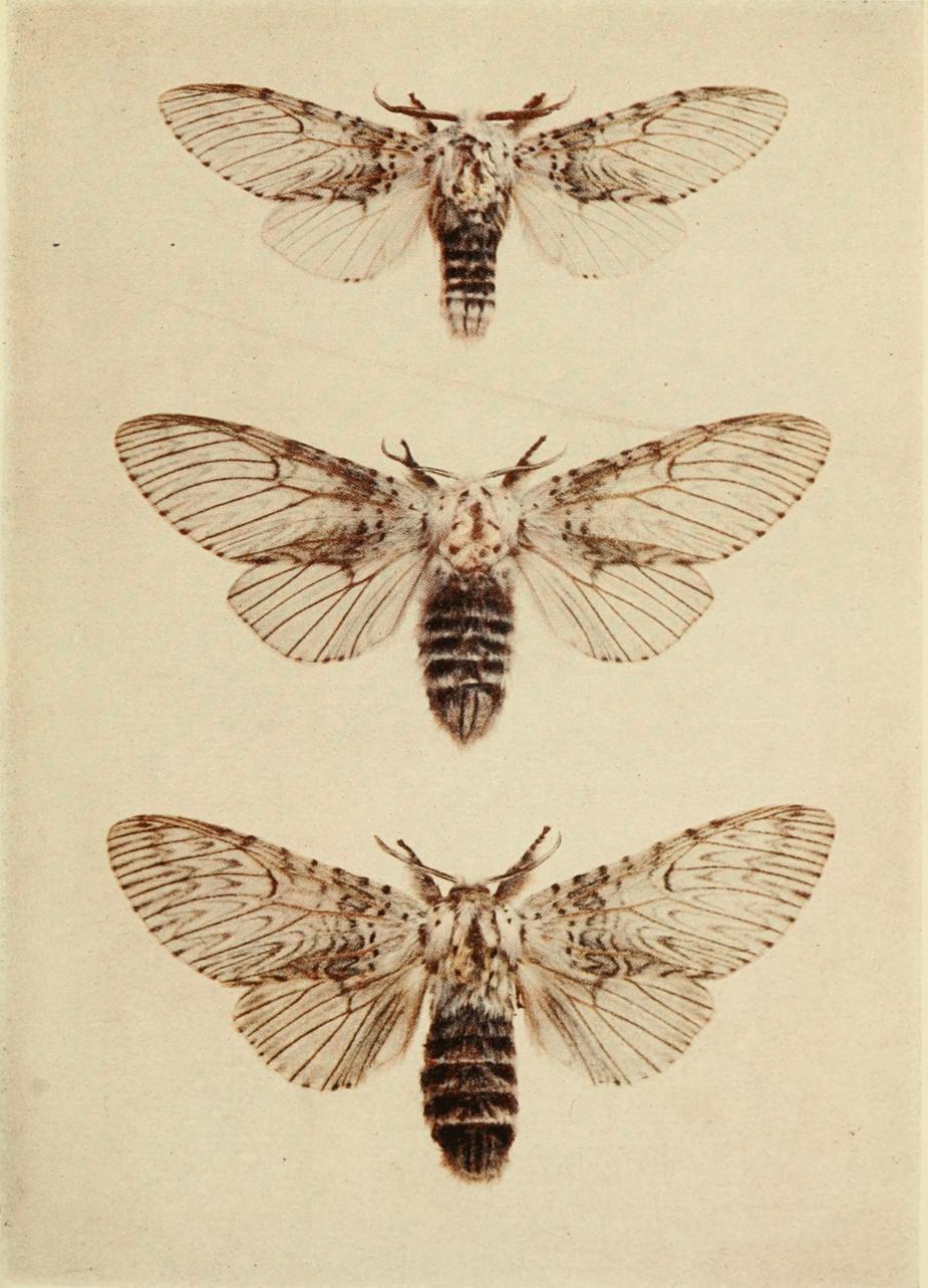 Plate 24 Plate 24