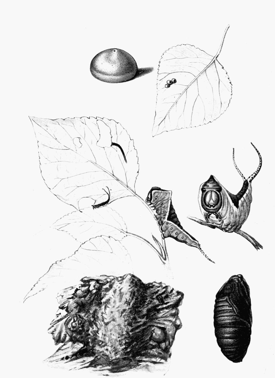 Plate 25 Plate 25