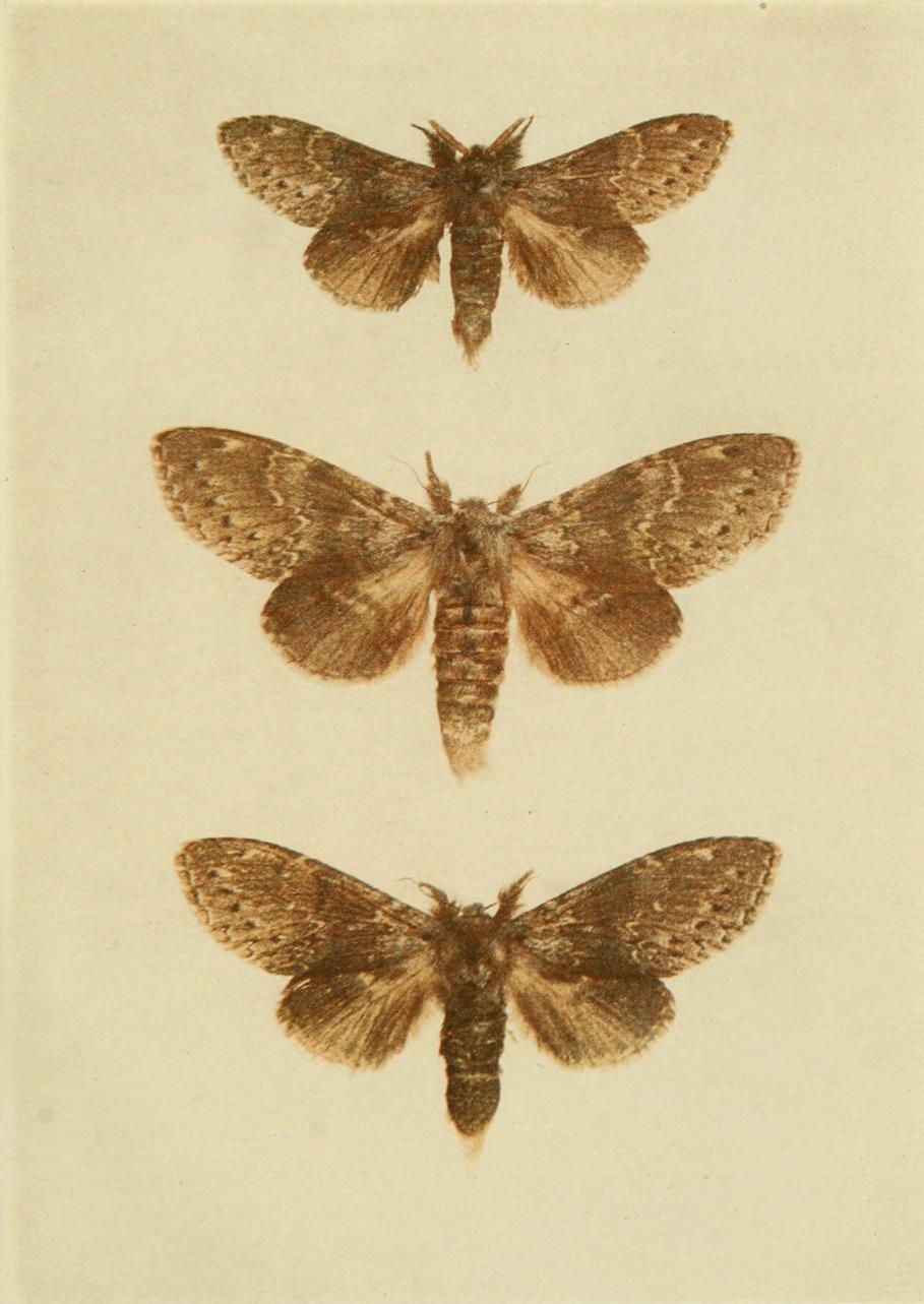Plate 26 Plate 26