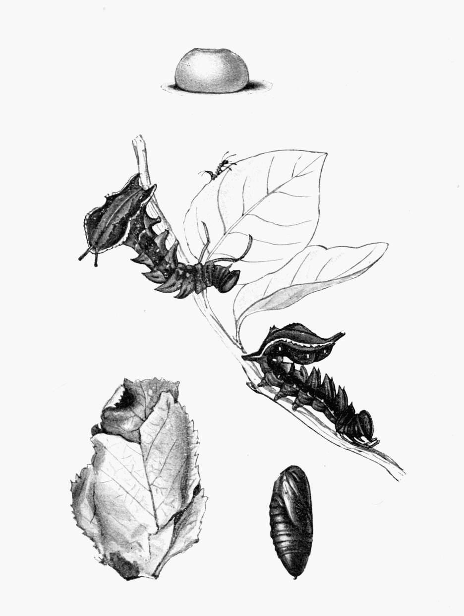 Plate 27 Plate 27