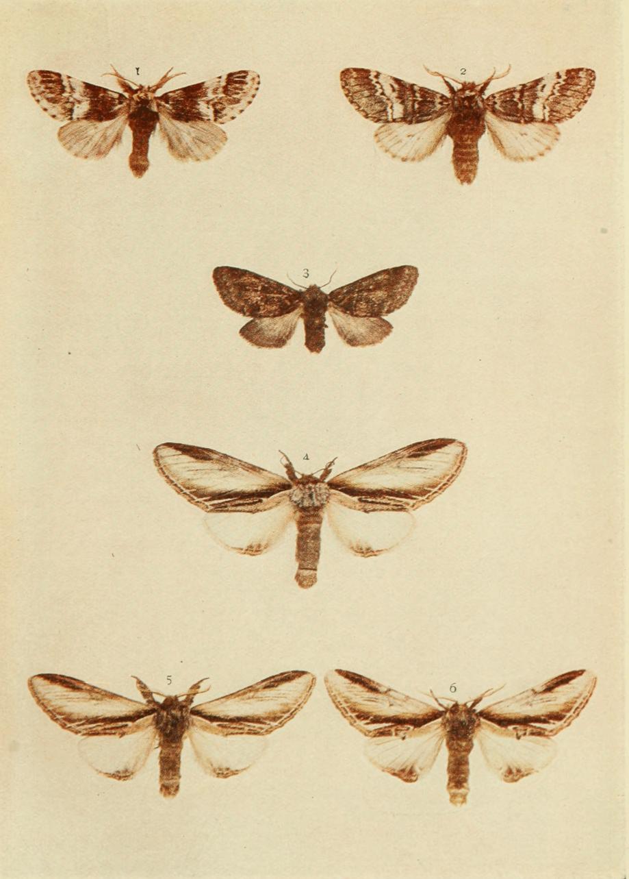 Plate 28 Plate 28