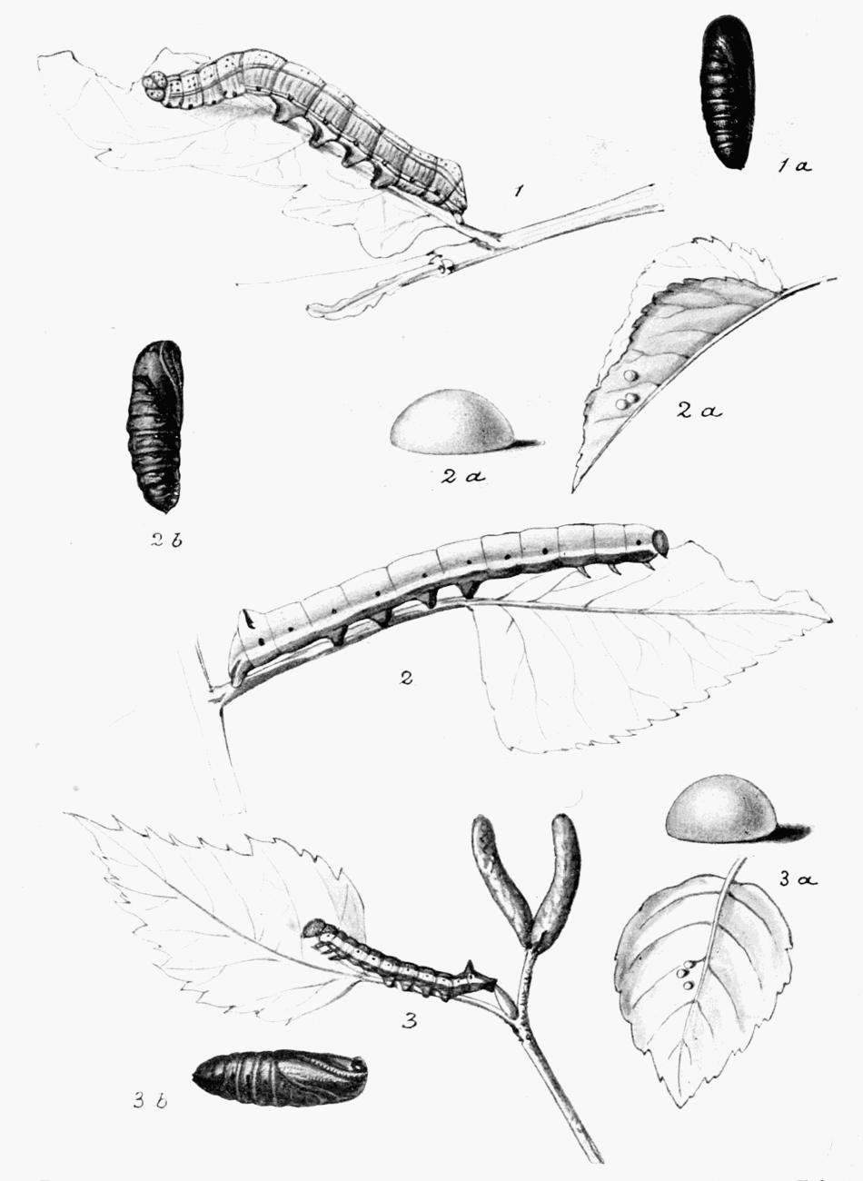 Plate 29 Plate 29