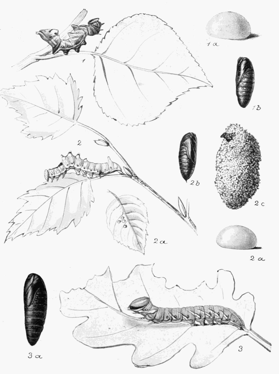 Plate 30 Plate 30