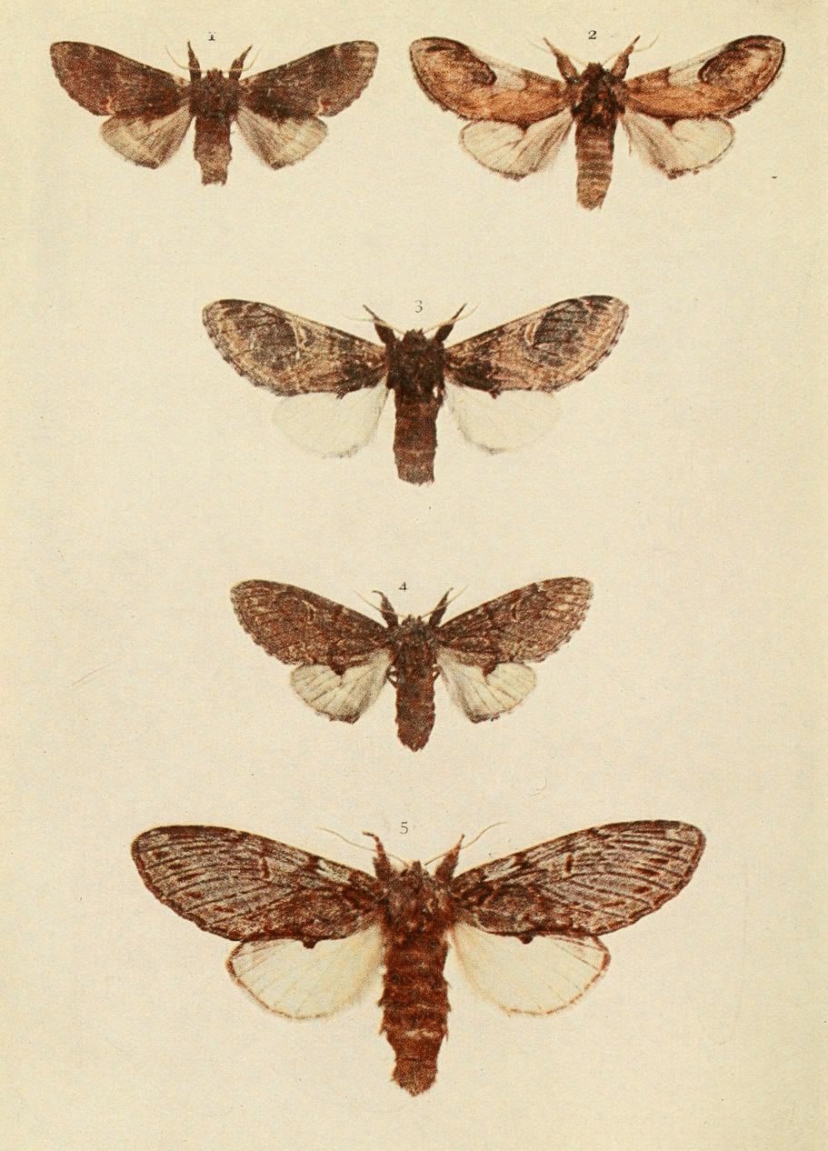 Plate 31 Plate 31