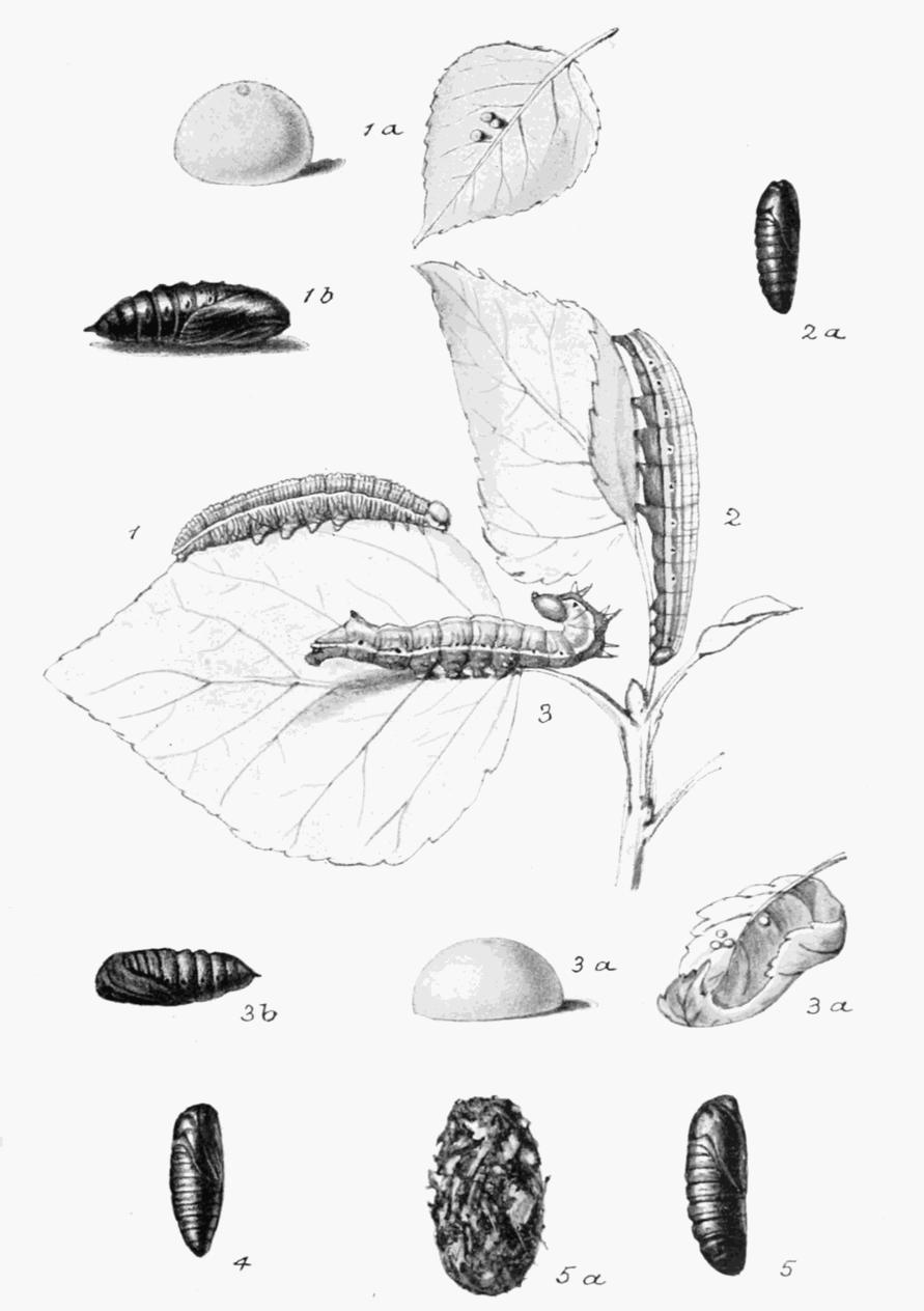 Plate 32 Plate 32