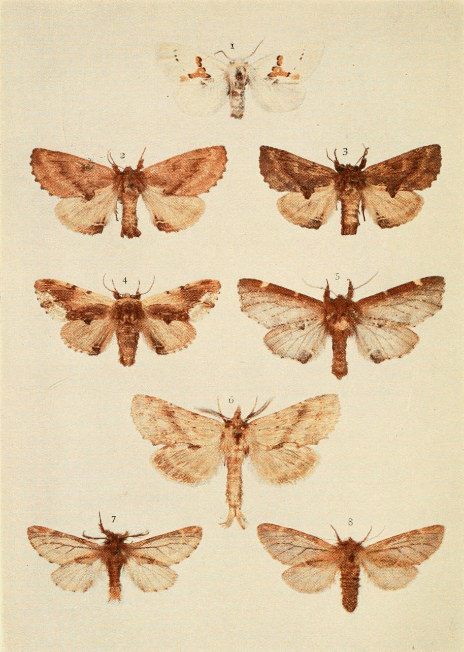 Plate 33 Plate 33