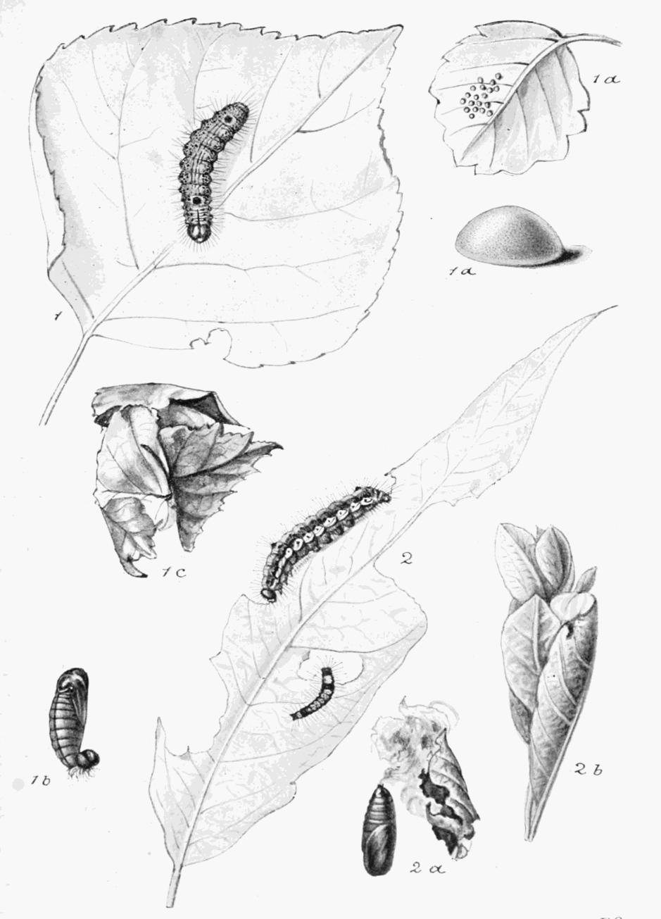 Plate 34 Plate 34