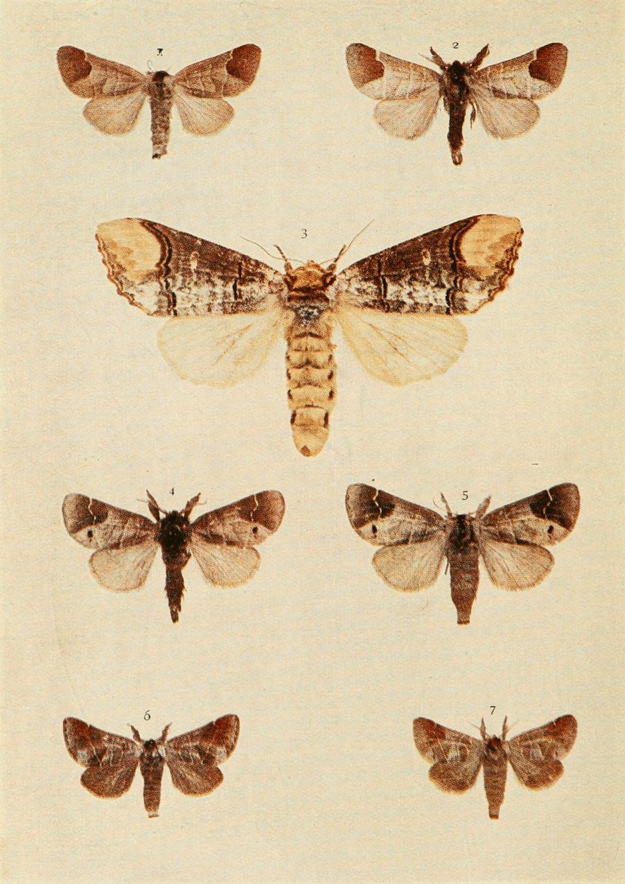 Plate 35 Plate 35