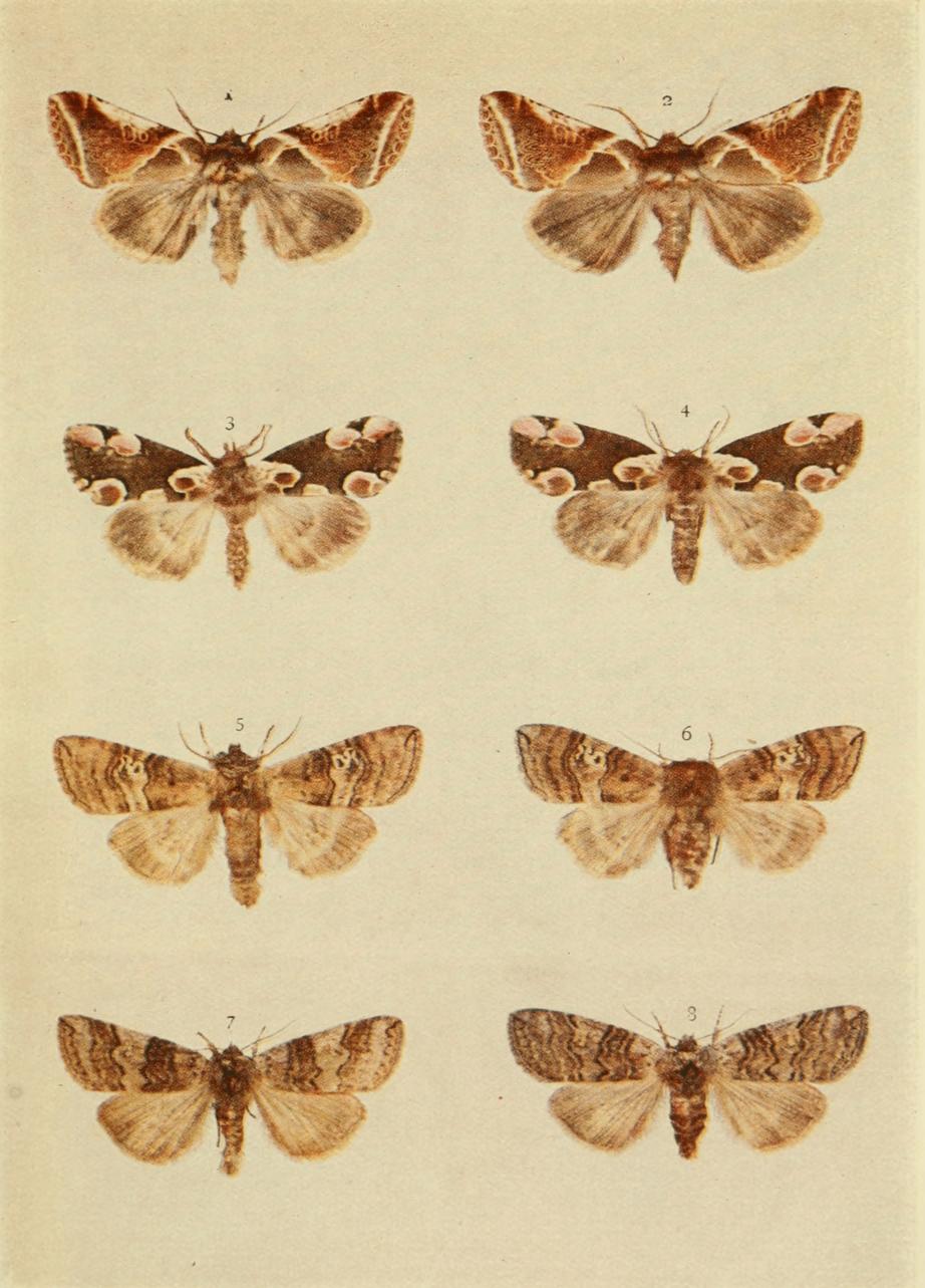 Plate 36 Plate 36
