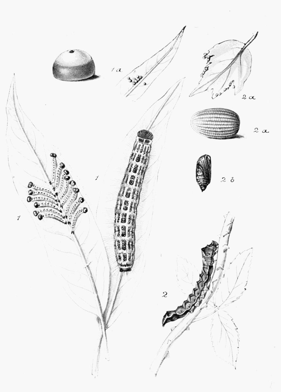 Plate 37 Plate 37