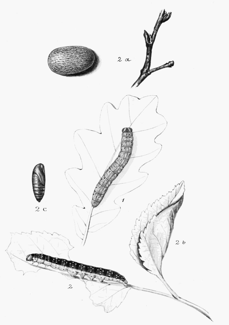 Plate 38 Plate 38