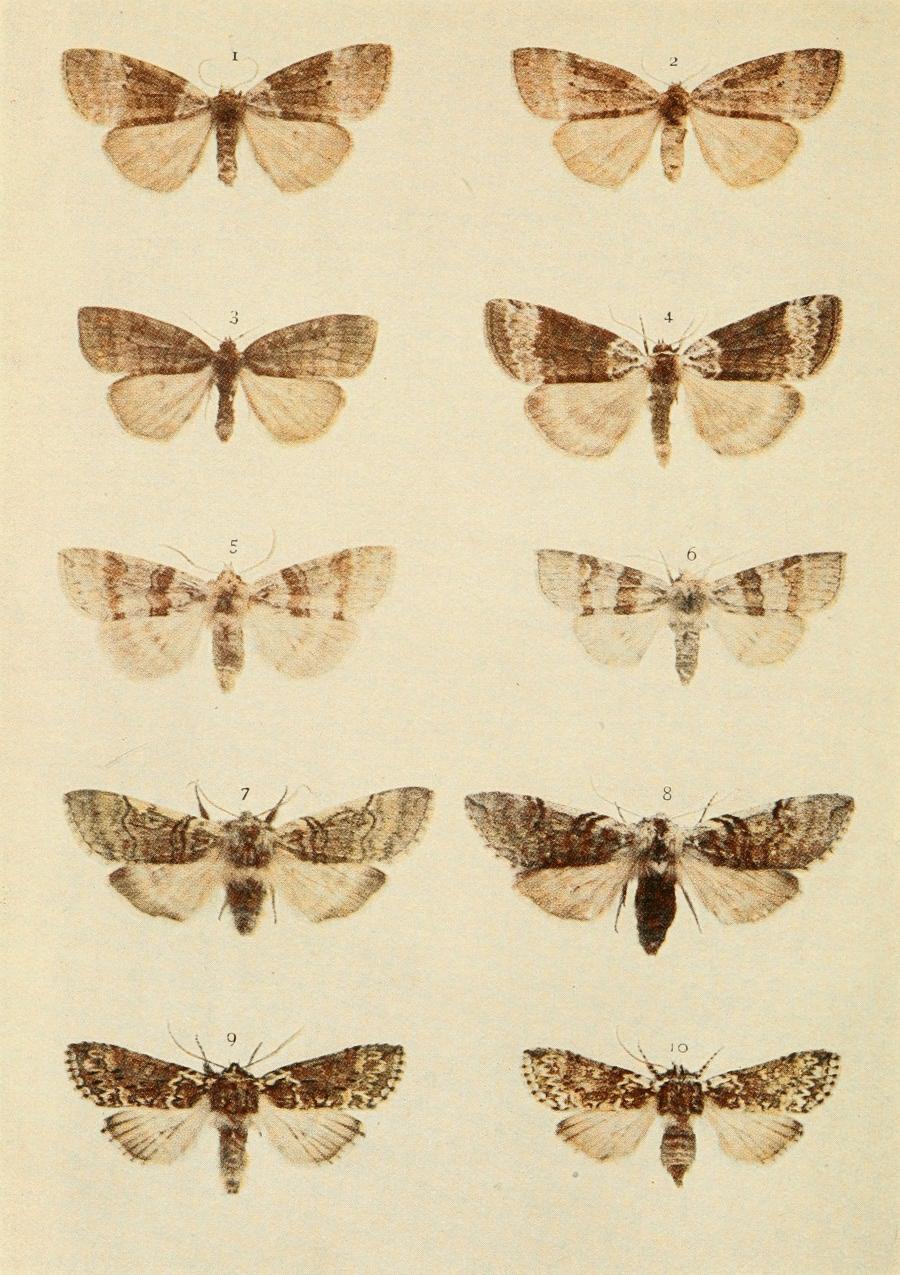 Plate 39 Plate 39