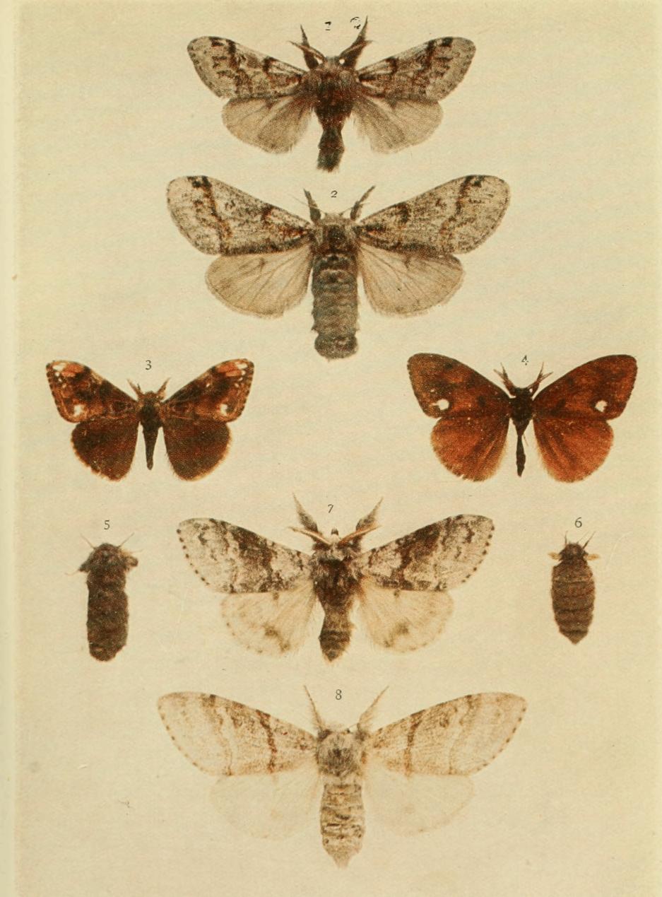 Plate 40 Plate 40