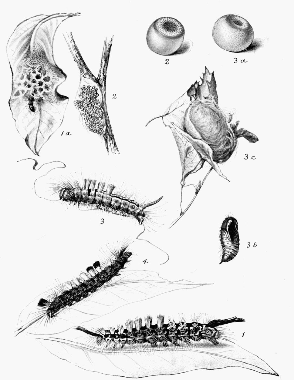 Plate 41 Plate 41