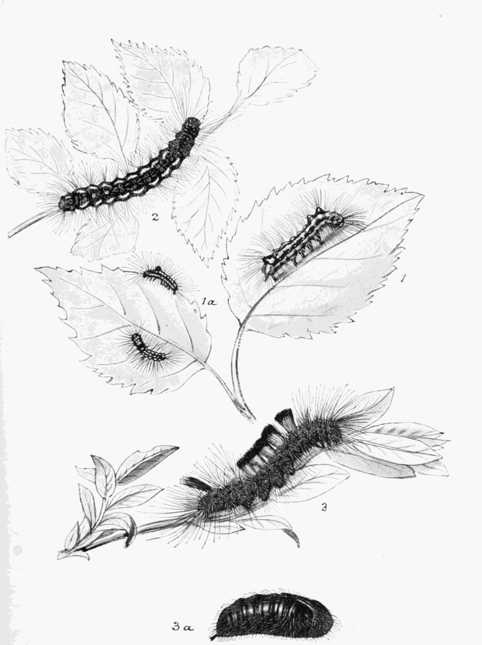Plate 42 Plate 42
