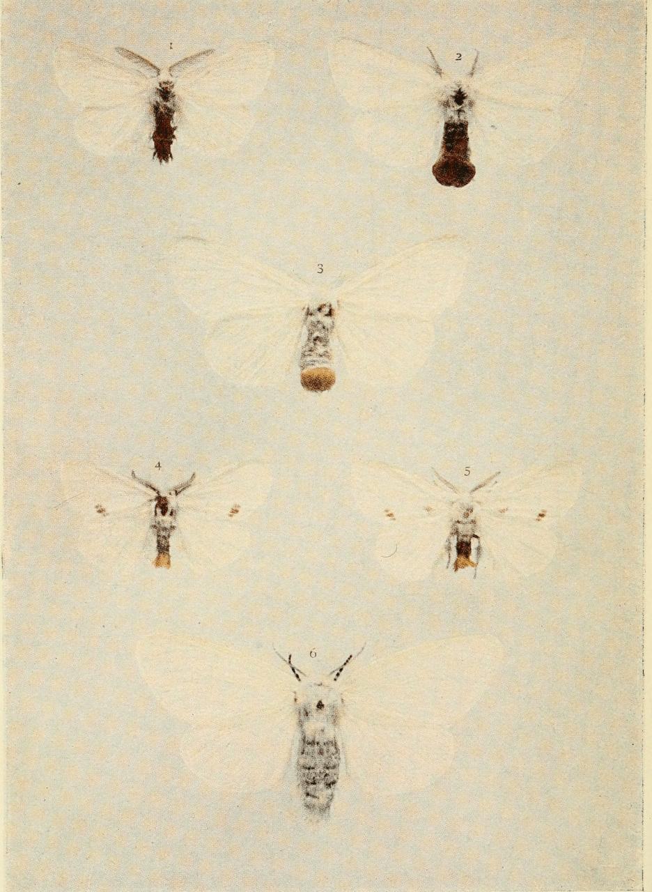Plate 43 Plate 43