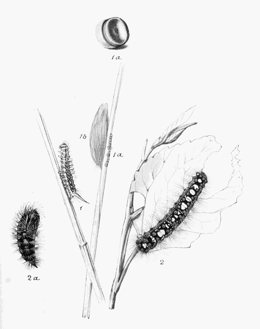 Plate 44 Plate 44