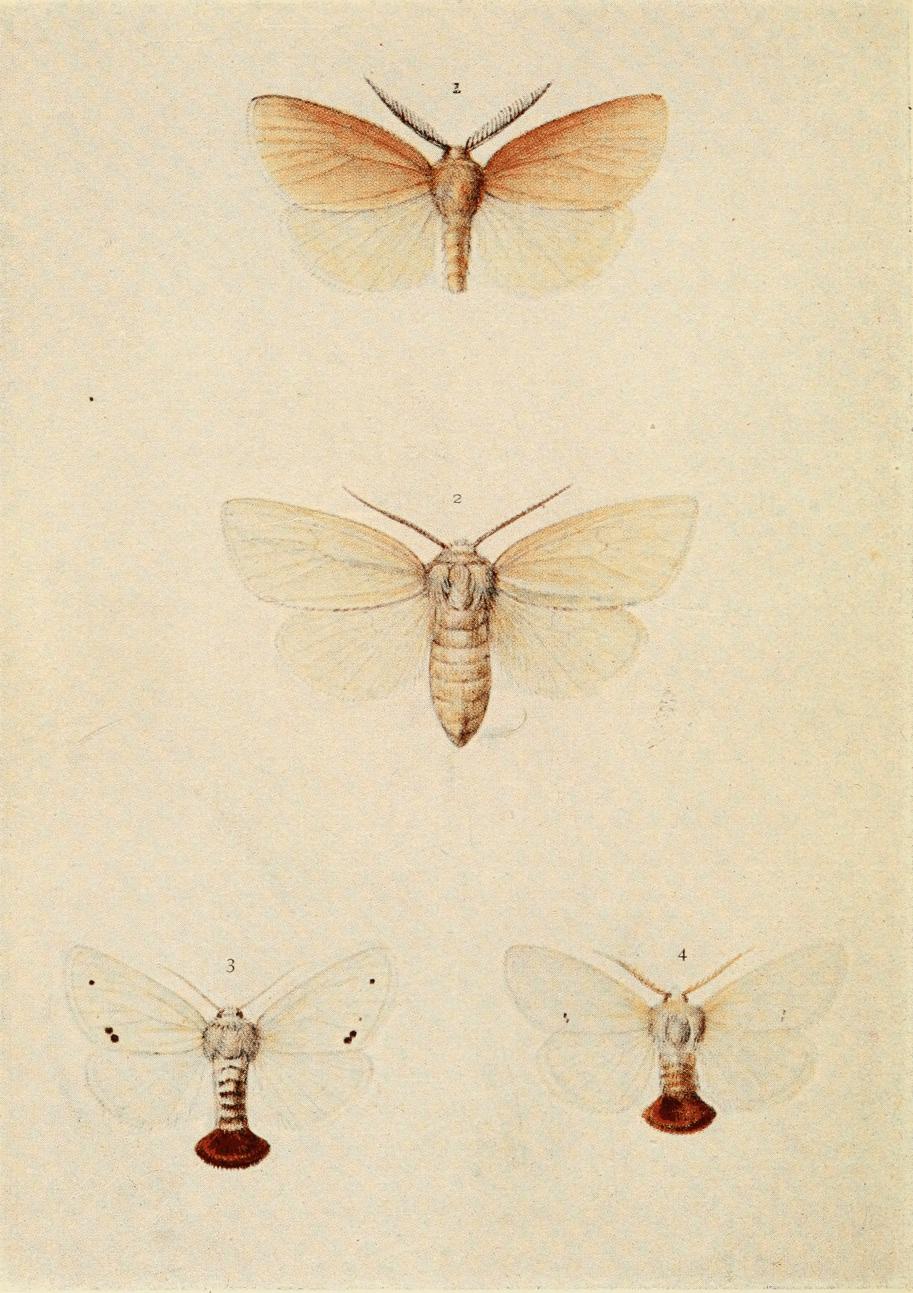Plate 45 Plate 45
