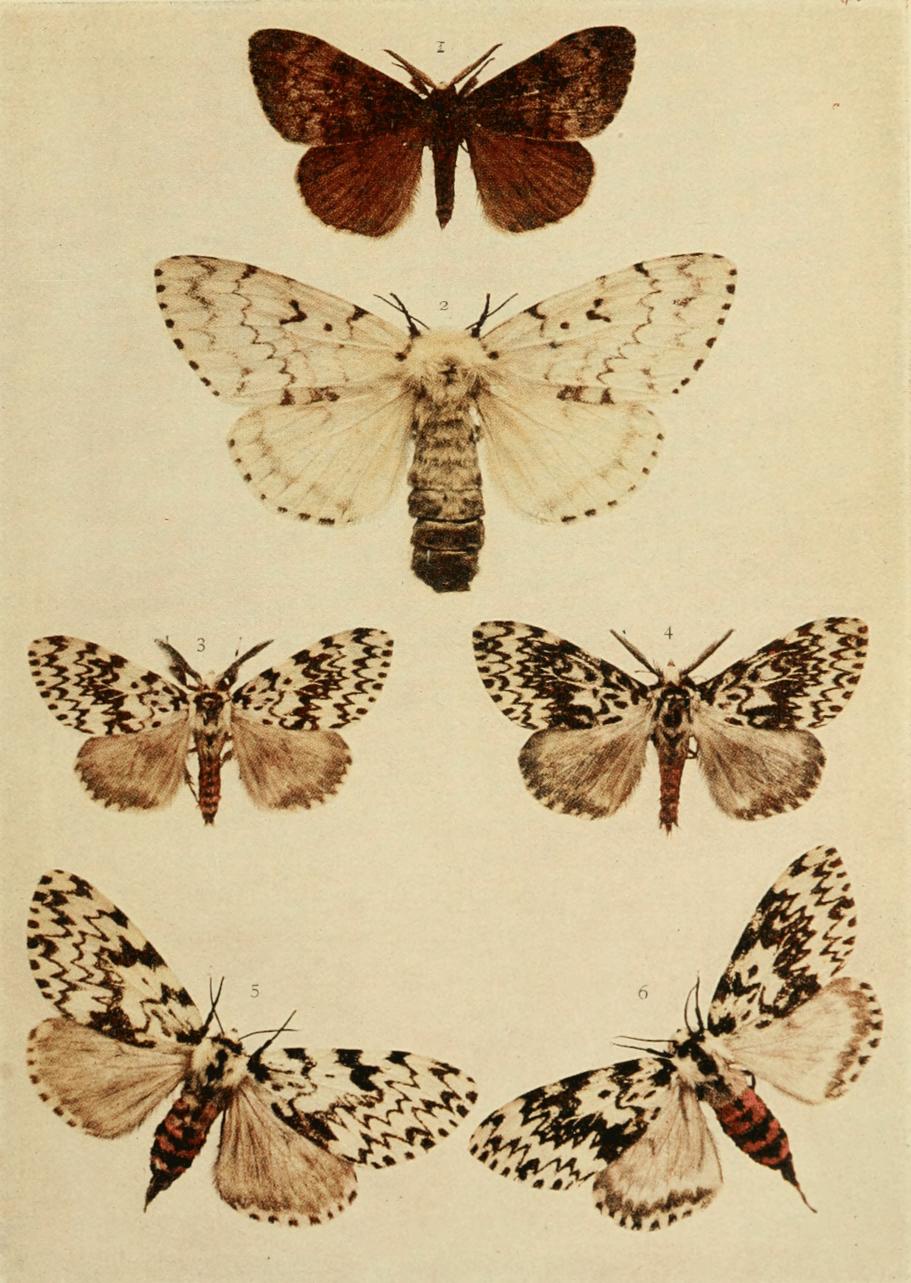 Plate 46 Plate 46