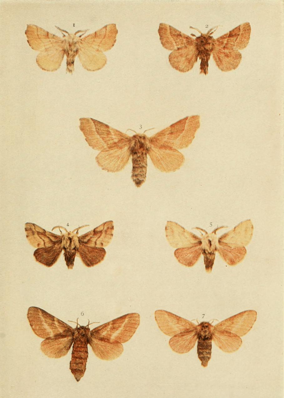 Plate 48 Plate 48