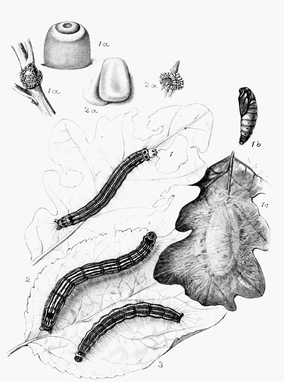 Plate 49 Plate 49