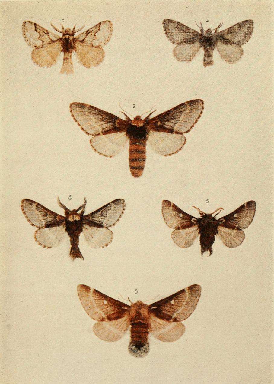 Plate 50 Plate 50