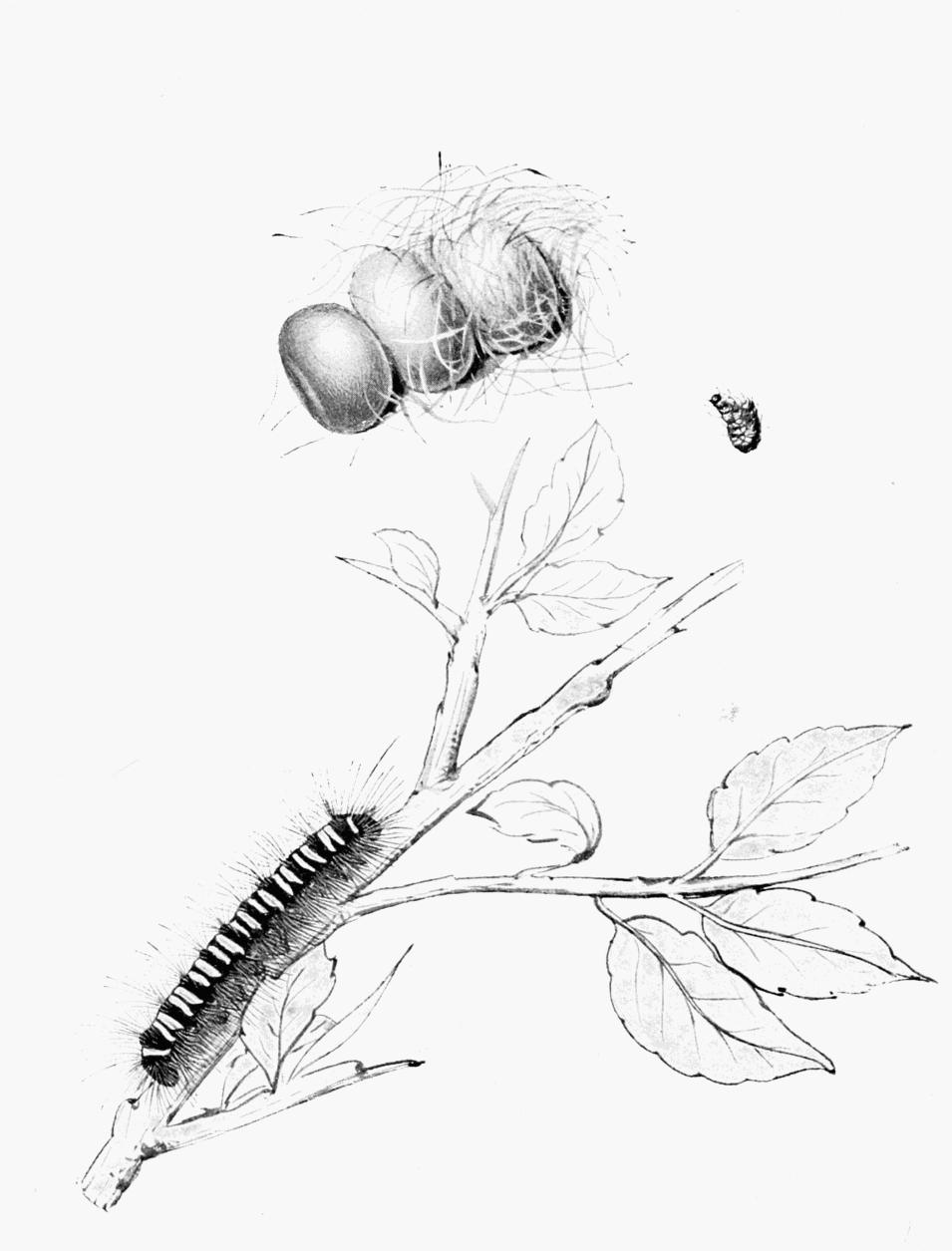 Plate 51 Plate 51