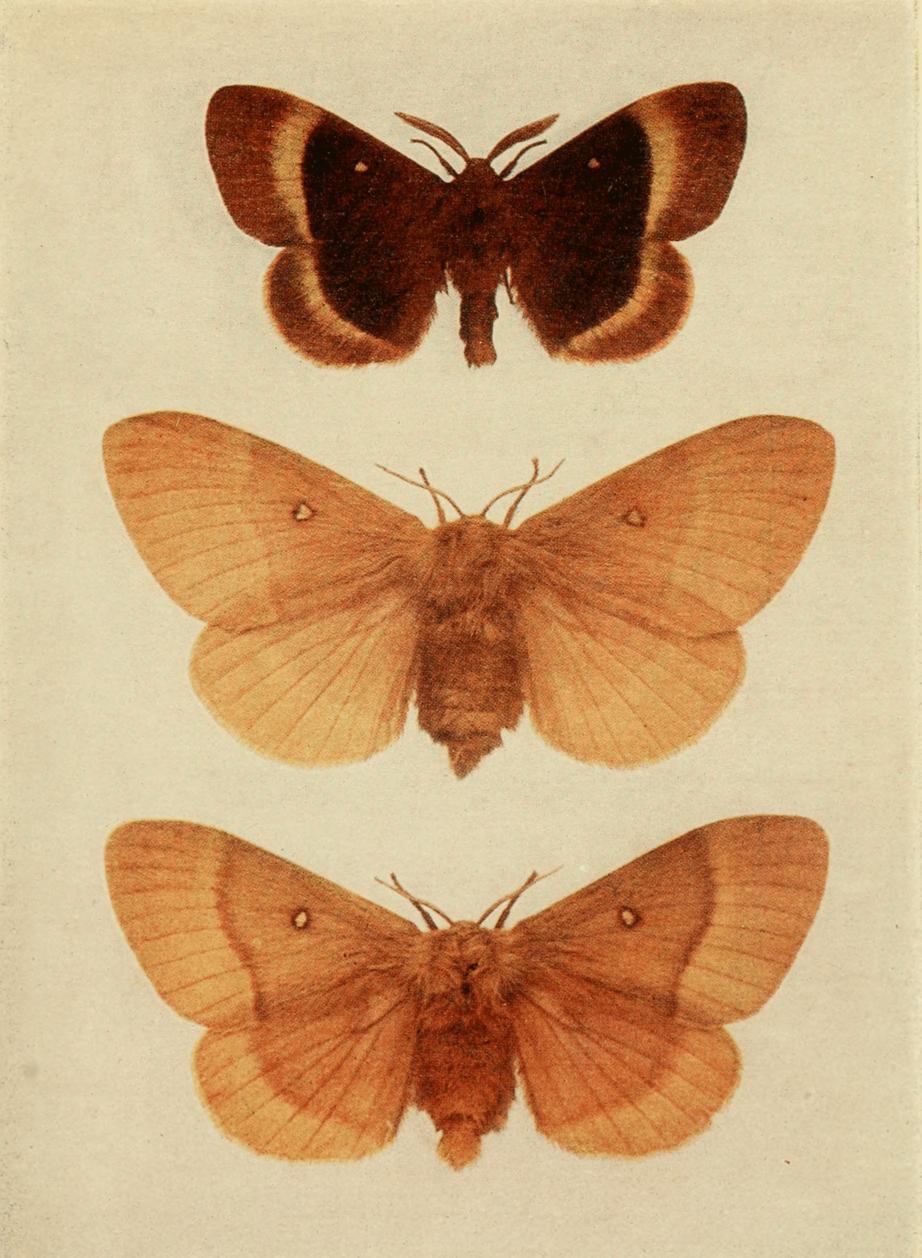 Plate 52 Plate 52