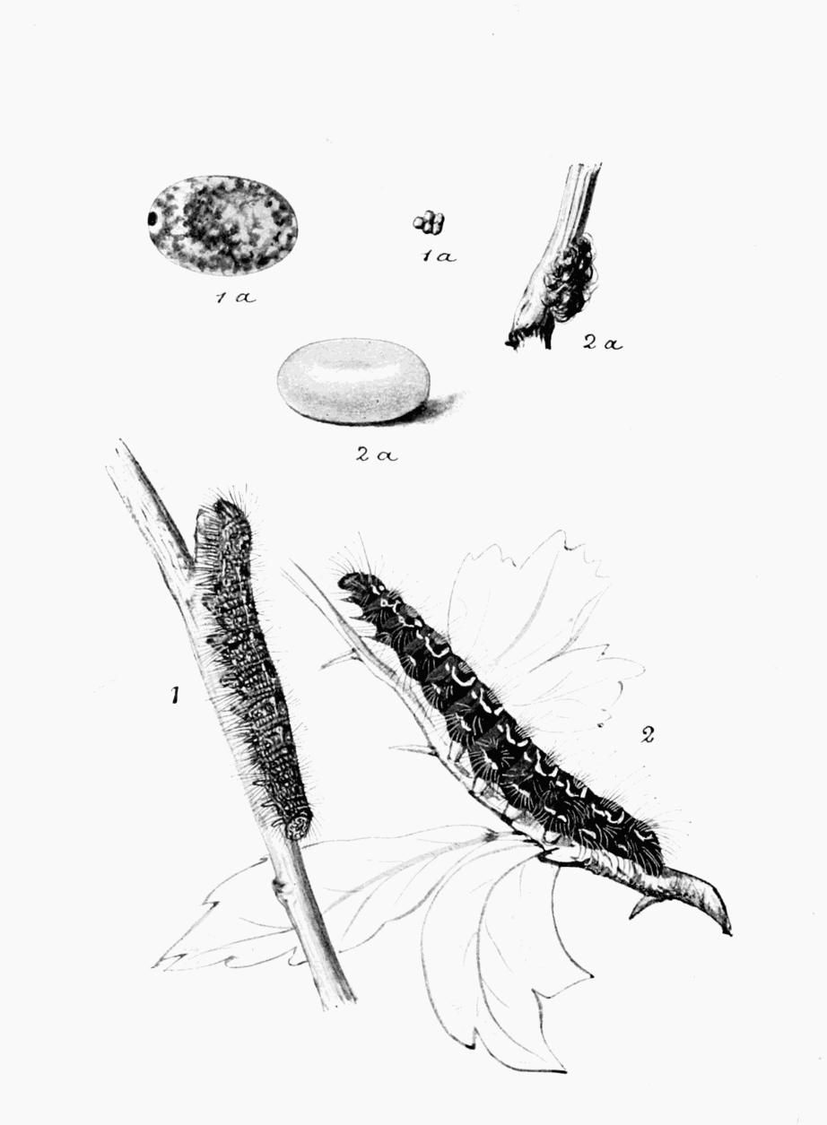 Plate 53 Plate 53