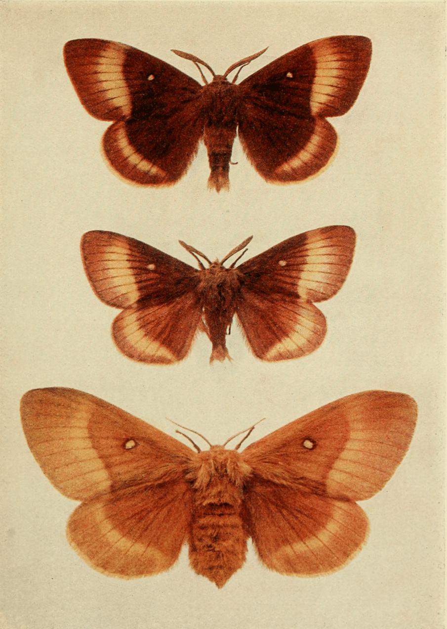 Plate 54 Plate 54
