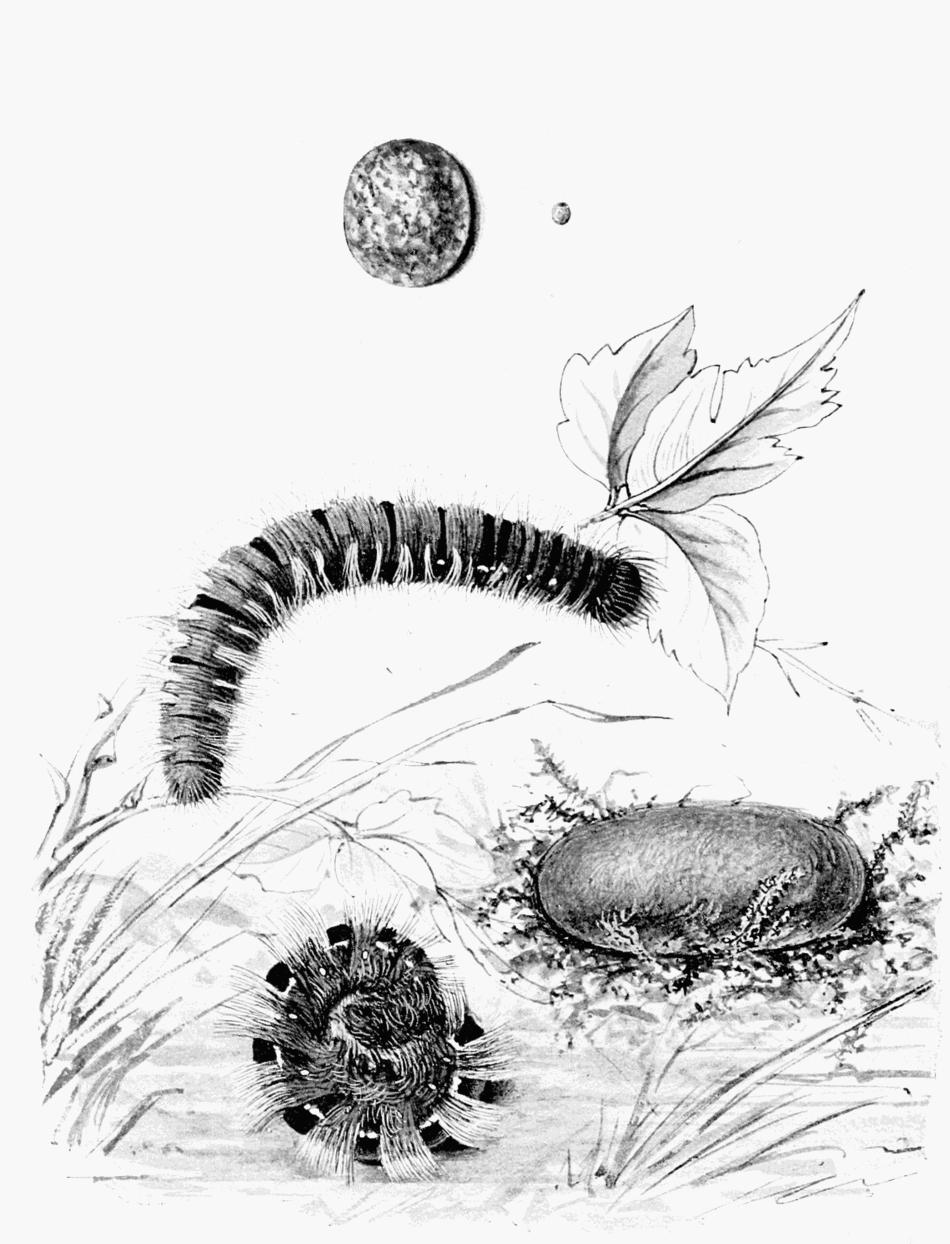 Plate 55 Plate 55