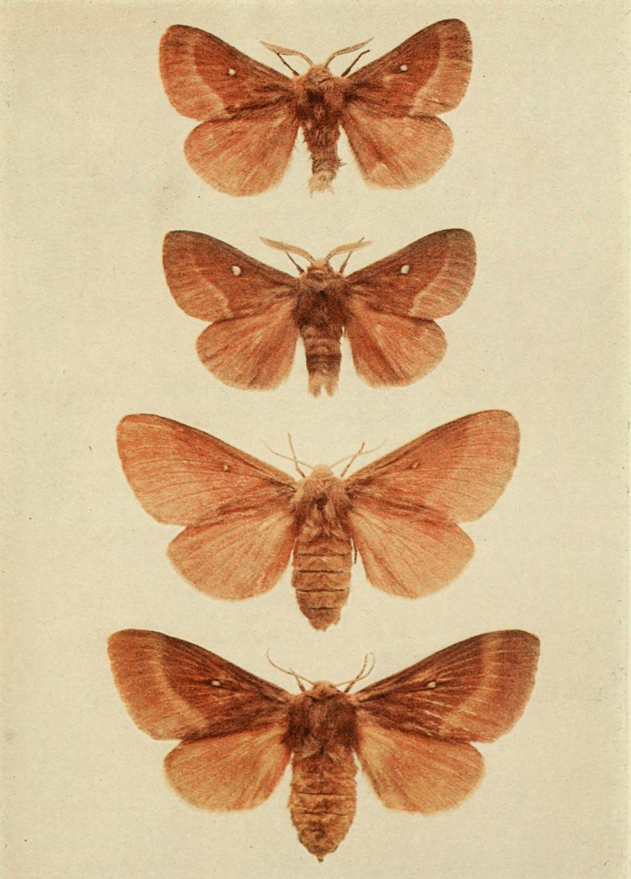 Plate 56 Plate 56