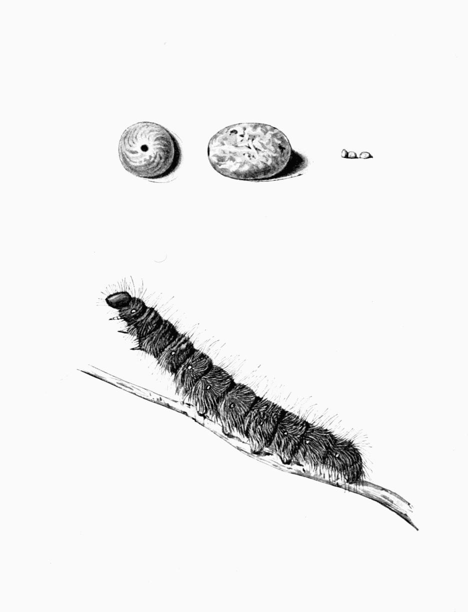 Plate 57 Plate 57