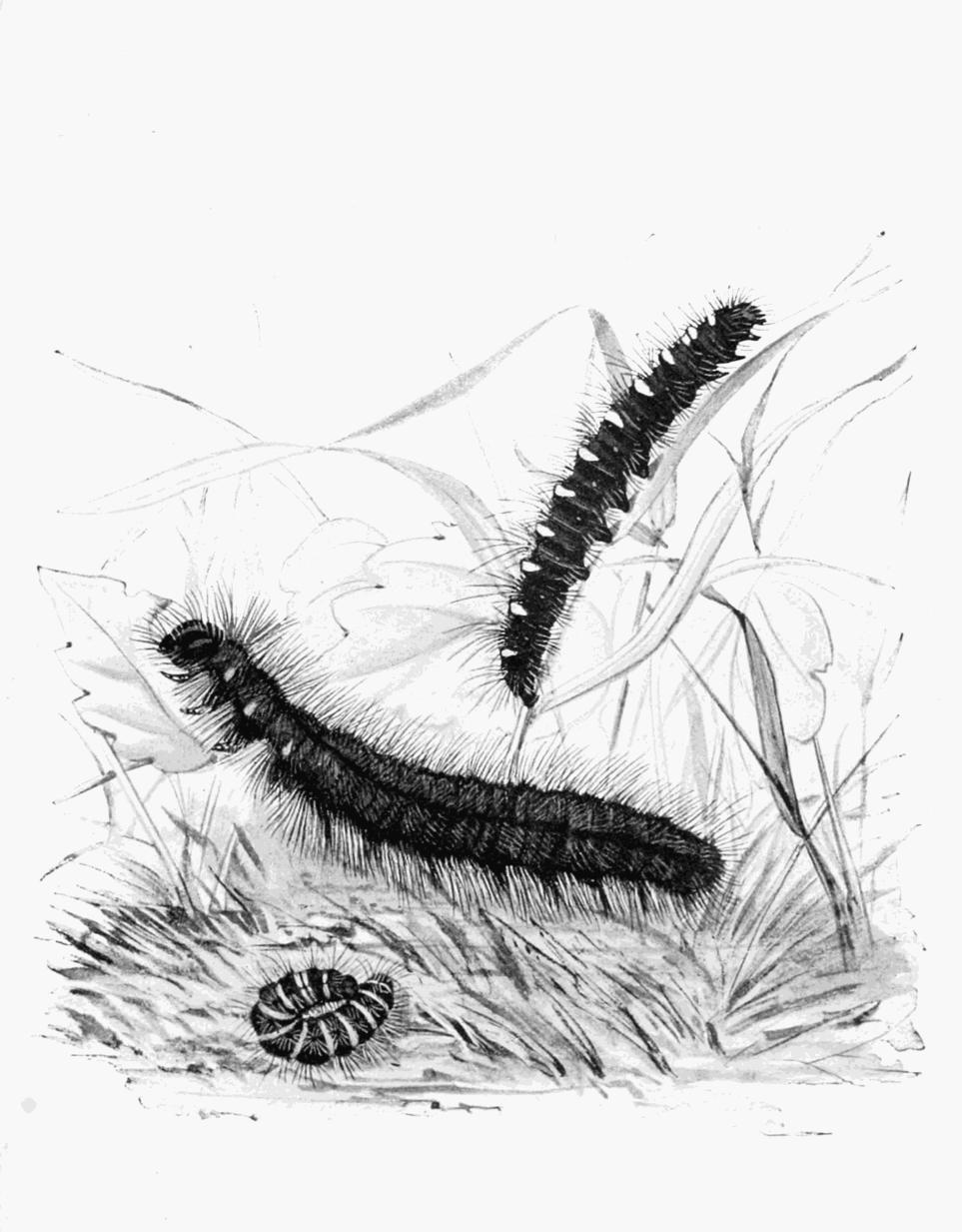 Plate 58 Plate 58