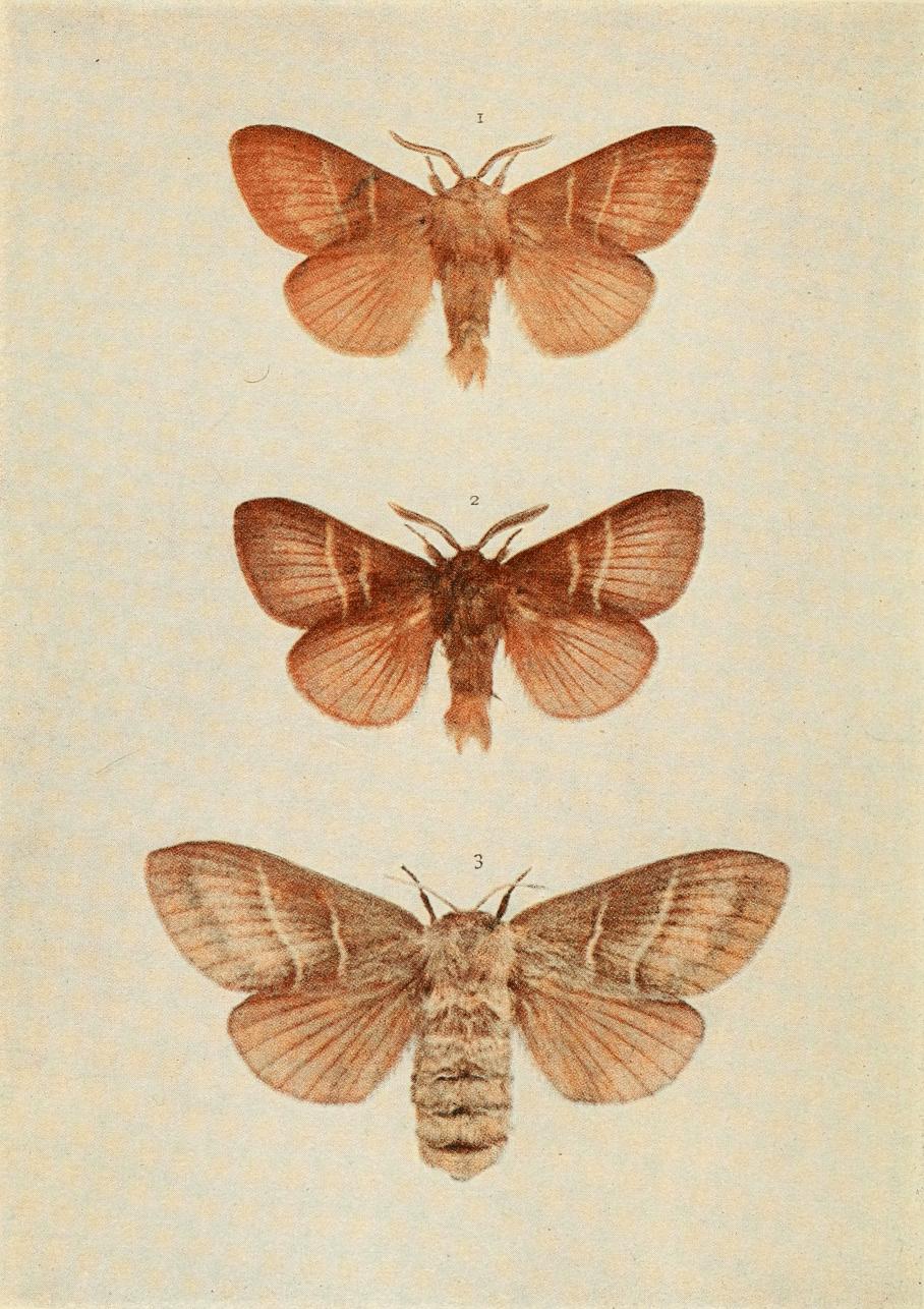 Plate 59 Plate 59