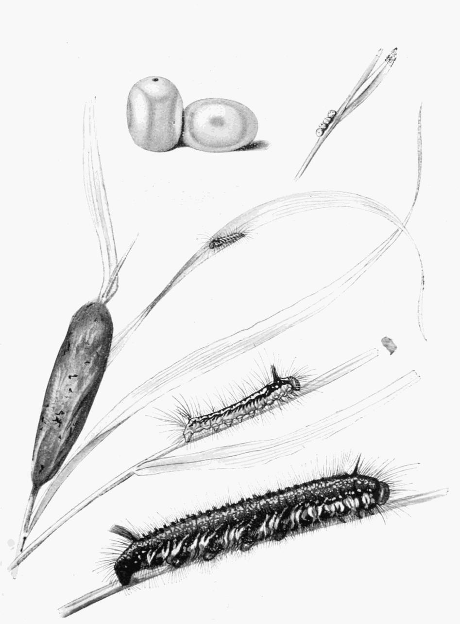 Plate 60 Plate 60