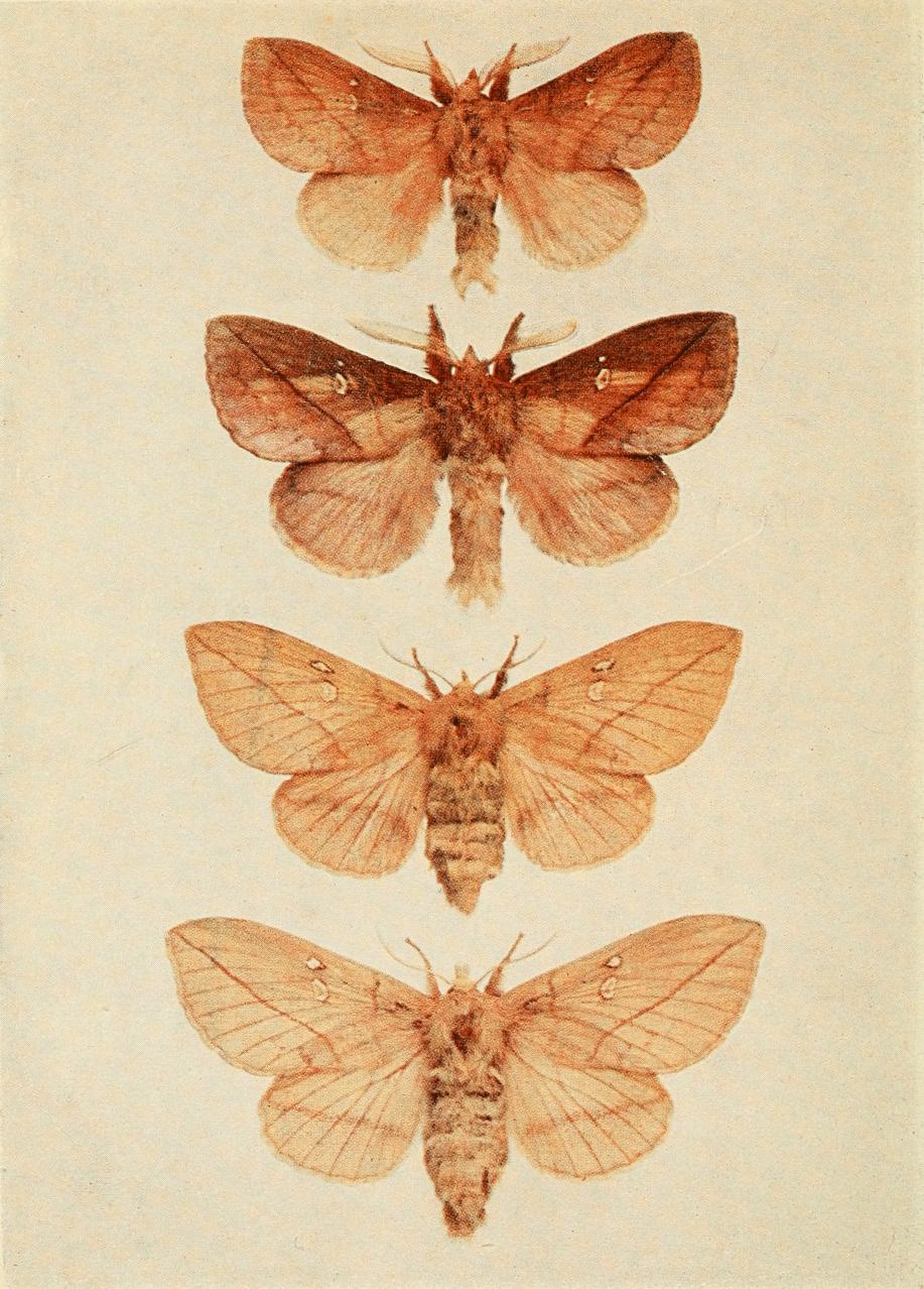 Plate 61 Plate 61