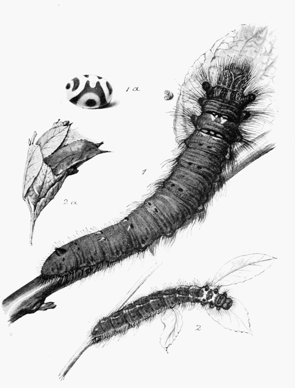 Plate 62 Plate 62