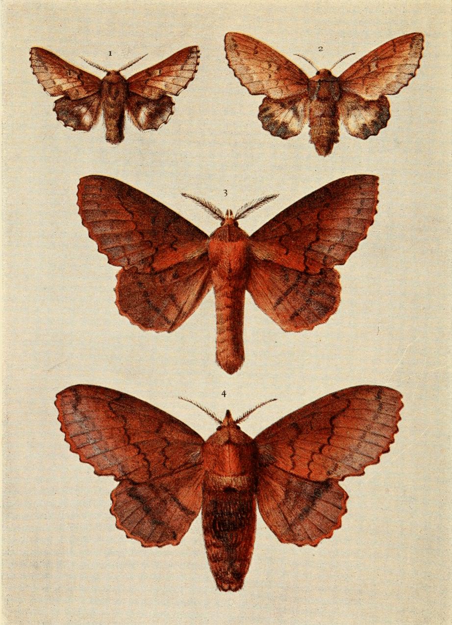 Plate 63 Plate 63