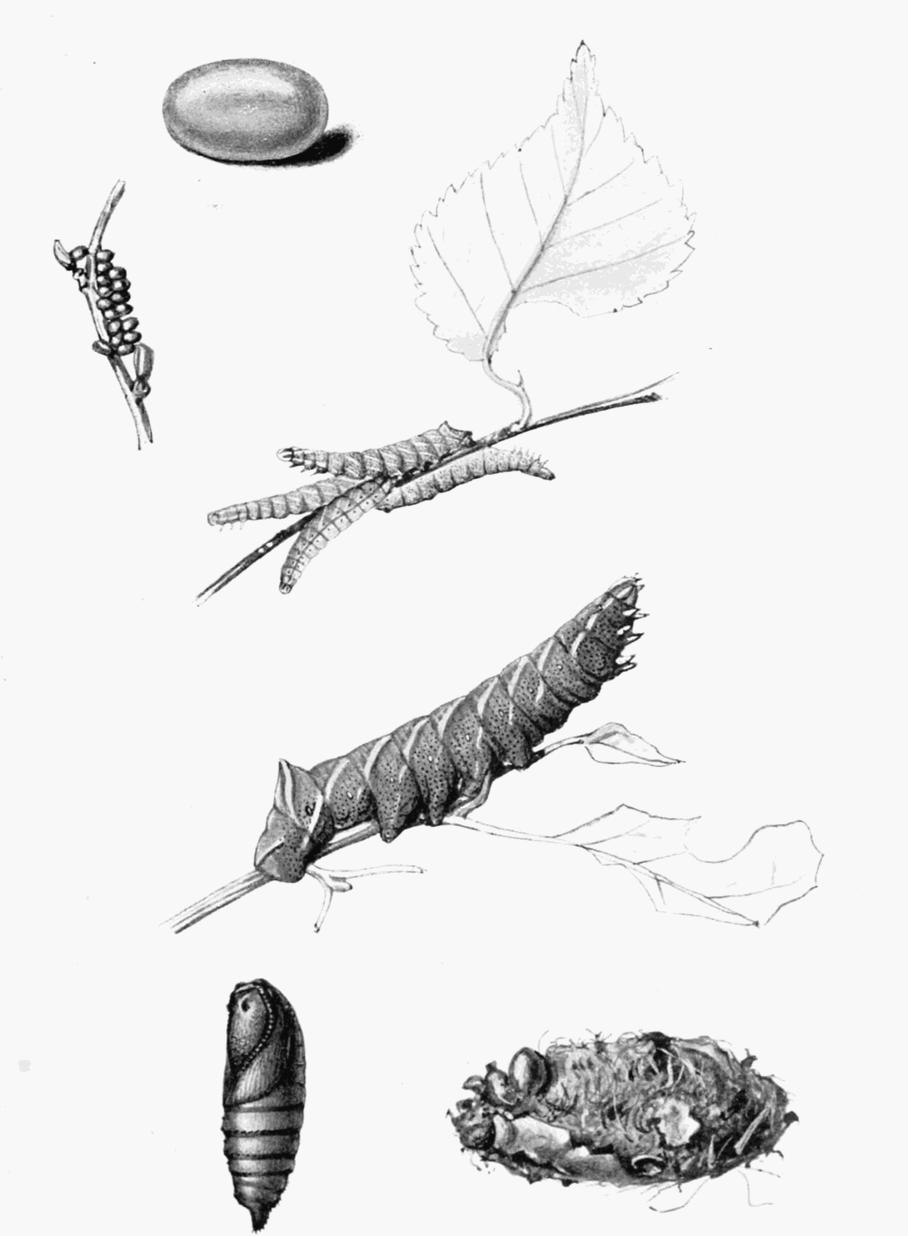 Plate 64 Plate 64