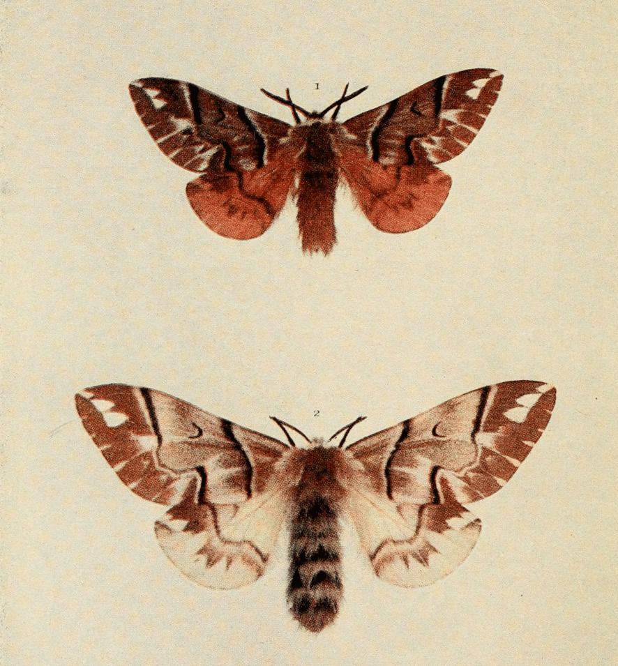 Plate 65 Plate 65