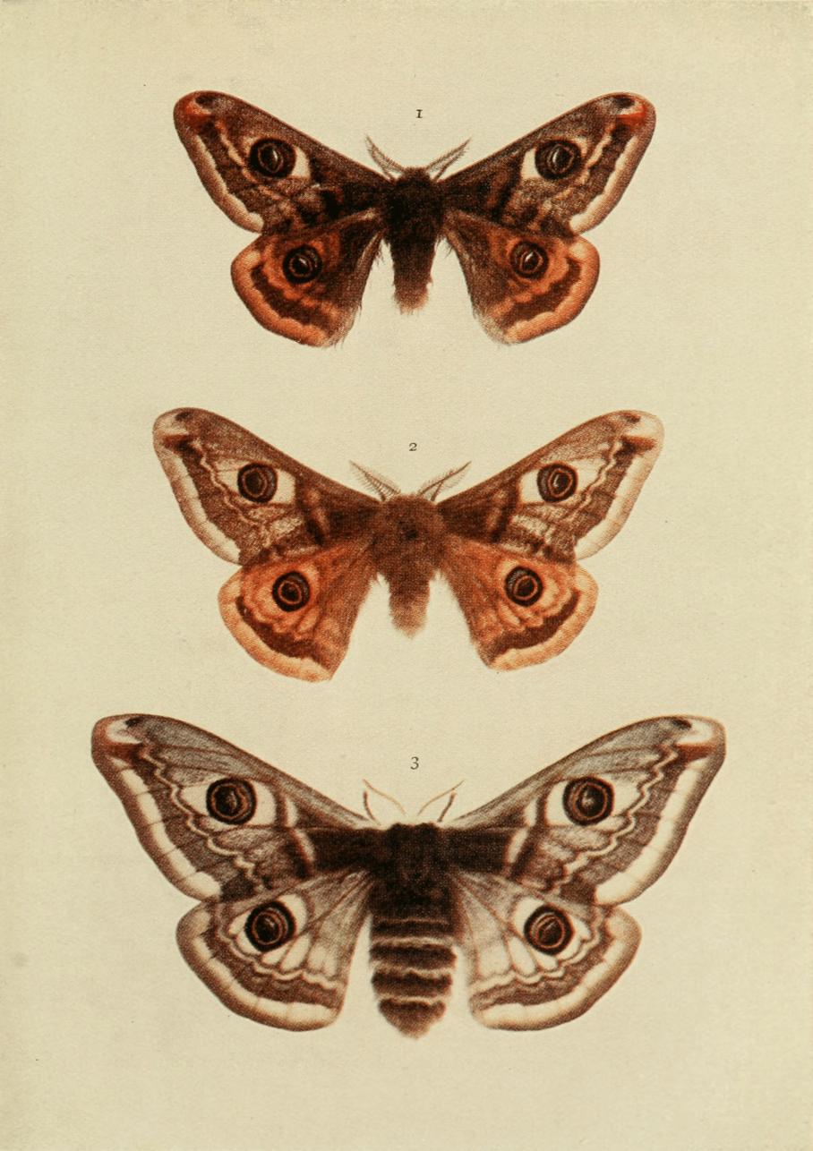 Plate 66 Plate 66